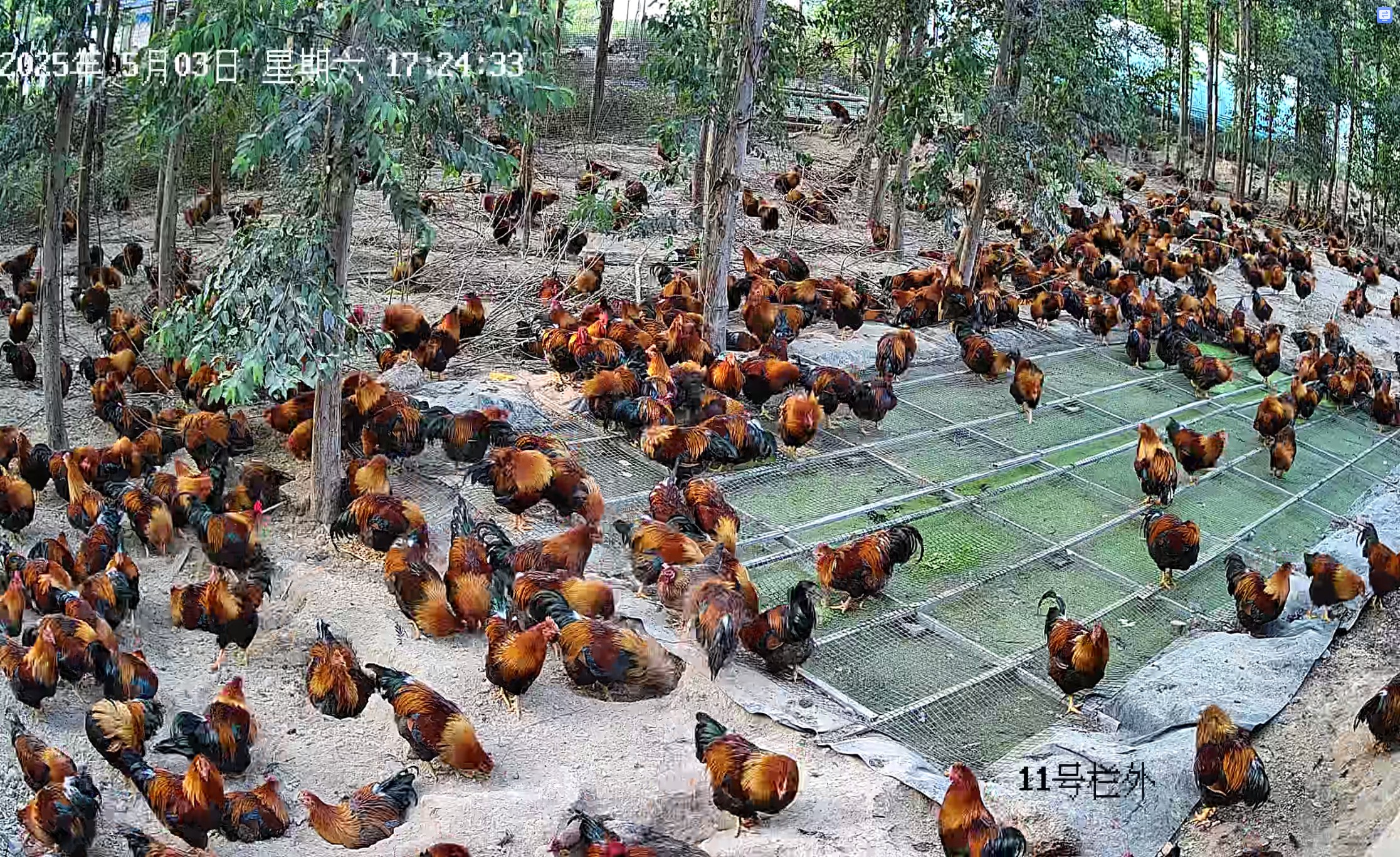 養雞運動場生產浮萍2.jpg